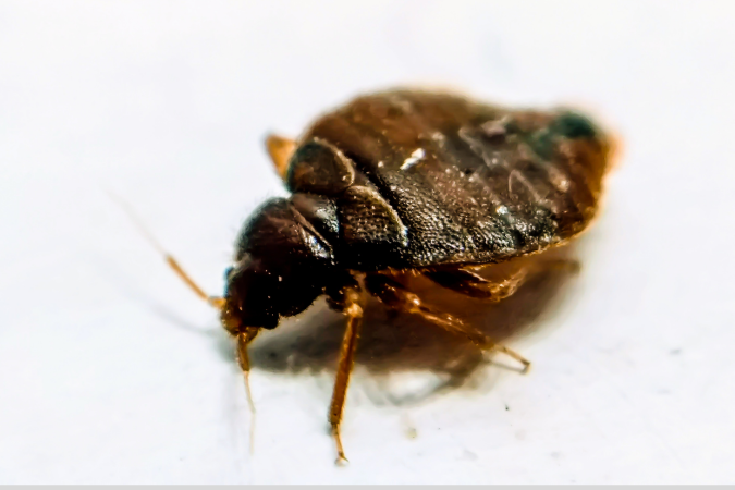 Bed Bugs Control