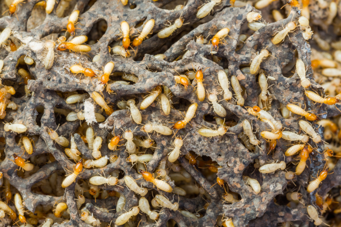 Termites Control
